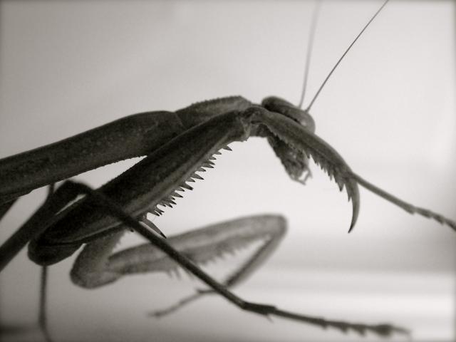 openphotonet_mantis4.jpg