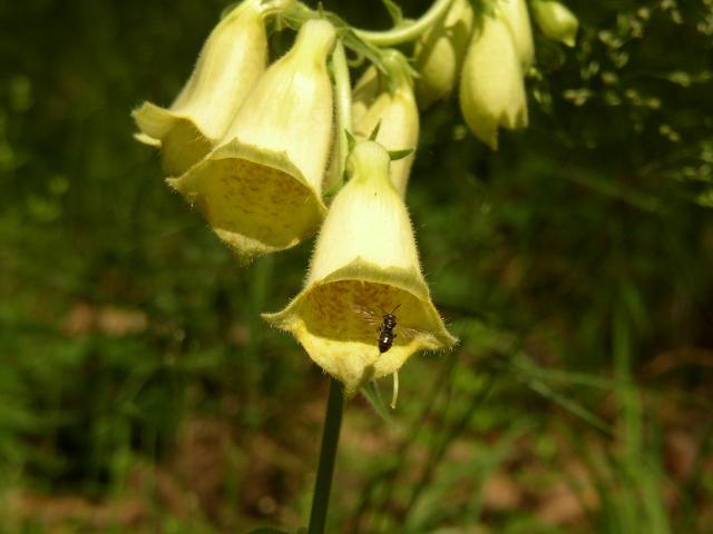 opl_Wasp_and_her_Yellow_Flower.jpg