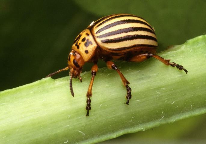 potato_beetle_leptinotarsa_decemlineata.jpg